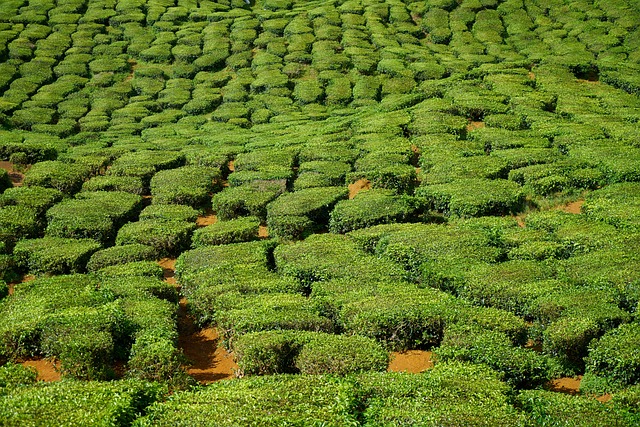 茶 场地 小树 - 上的免费照片