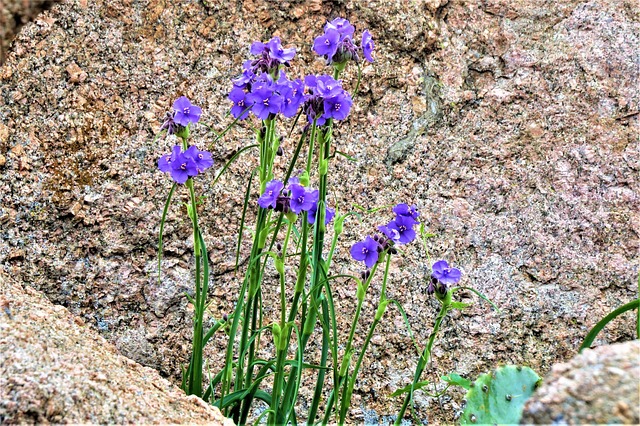 野花 深蓝 粉红色花岗岩 - 上的免费照片