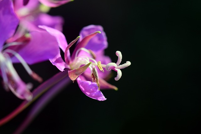 Epilobium 开花 花 - 上的免费照片