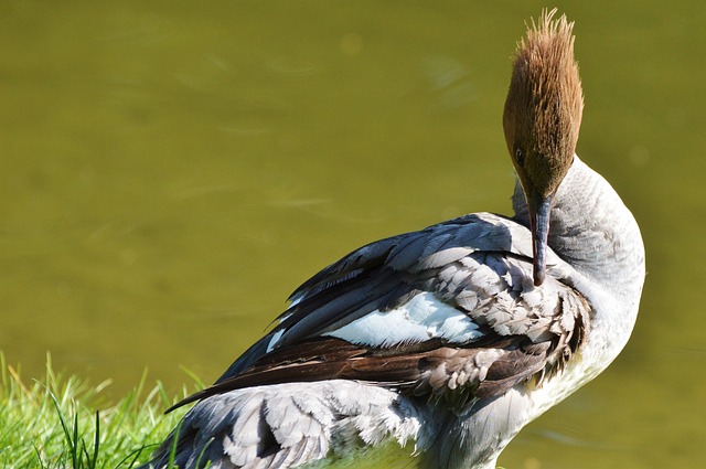 秋沙鸭 鸭子 水禽 - 上的免费照片