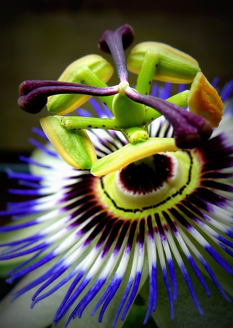 西番莲 开花 自然 - 上的免费照片