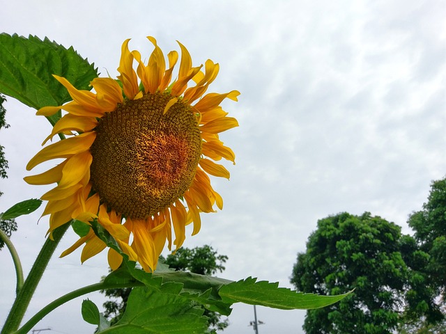 太陽花 向日葵花 花苞 - 上的免费照片