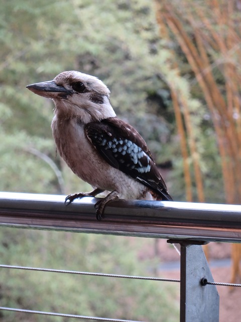 鸟类 笑翠鸟 澳大利亚 - 上的免费照片