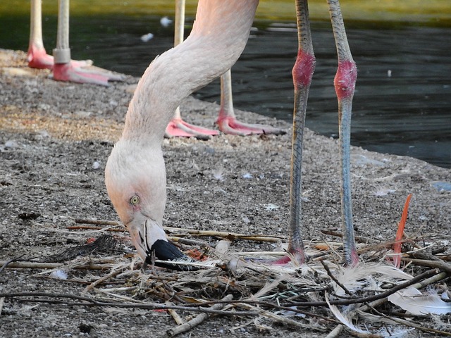 火烈鸟智利 Phoenicopterus Chilensis 火烈鸟 - 上的免费照片