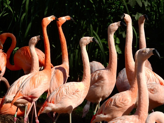 火烈鸟智利 弗拉明戈古巴 Phoenicopterus - 上的免费照片