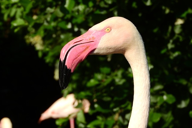 火烈鸟粉红色 Phoenicopterus花 火烈鸟 - 上的免费照片