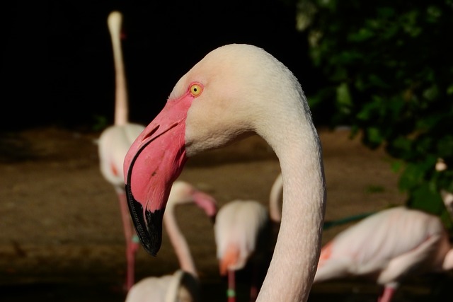 火烈鸟粉红色 Phoenicopterus花 火烈鸟 - 上的免费照片