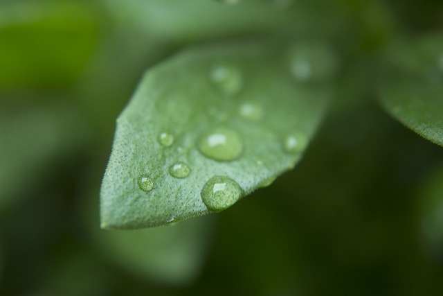 叶子 雨 颜色 - 上的免费照片