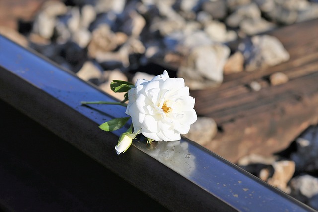 阻止儿童自杀 小小的脆弱的白玫瑰 铁路 - 上的免费照片