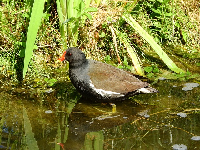 的黑水鸡 Gallinula Chloropus - 上的免费照片