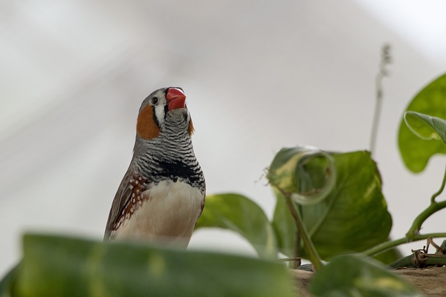 斑胸草雀 鸟 野生动物 - 上的免费照片