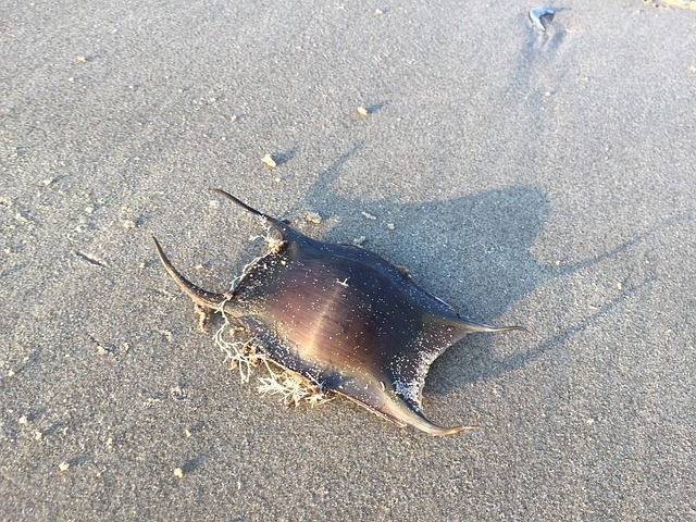 Ameland 海滩 假期 - 上的免费照片