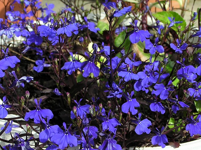 蓝色的 半边莲 花朵 - 上的免费照片