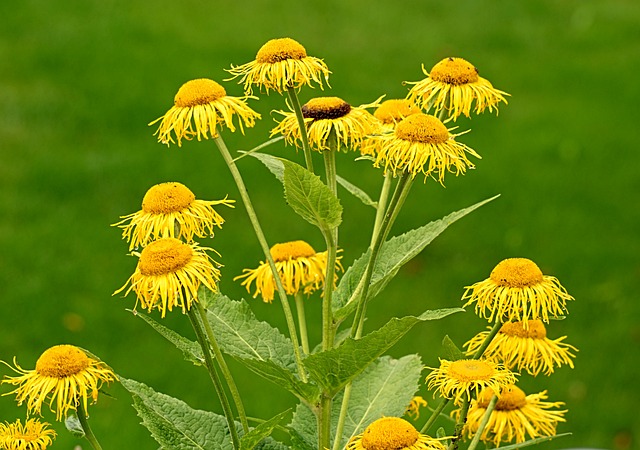 花 黄色 开花 Doronicum - 上的免费照片