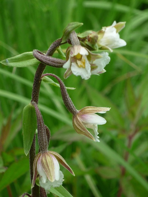 沼泽Helleborine 德国兰花 来源-沼地 - 上的免费照片