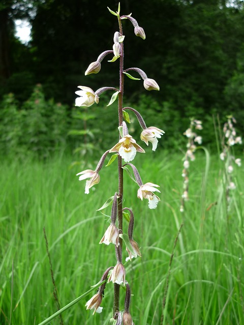 沼泽Helleborine 德国兰花 来源-沼地 - 上的免费照片