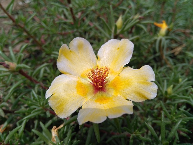 Portulaca Oleracea L 马齿苋花 五行草花 - 上的免费照片