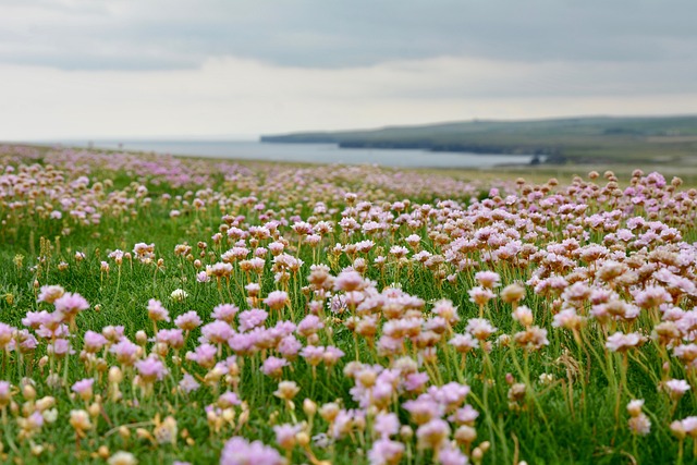 Armeria Maritima 景观 小指头 - 上的免费照片