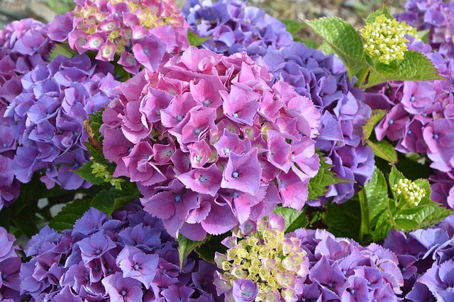 绣球紫色 花 花瓣 - 上的免费照片