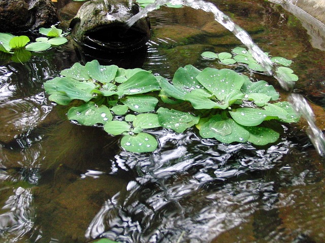 滑雪道 水沙拉 Pistia - 上的免费照片