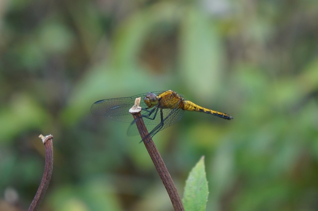 蜻蜓 Anisoptera 黄 - 上的免费照片