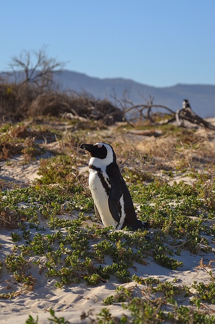 Penguini 企鹅 南非 - 上的免费照片