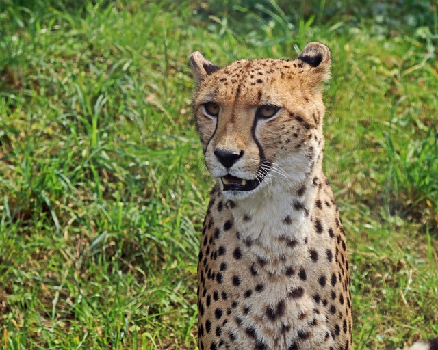 豹 捕食者 大猫 - 上的免费照片