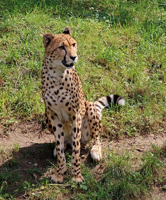 豹 捕食者 大猫 - 上的免费照片