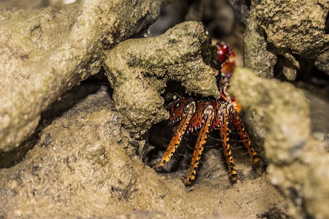 螃蟹 Mangue - 上的免费照片
