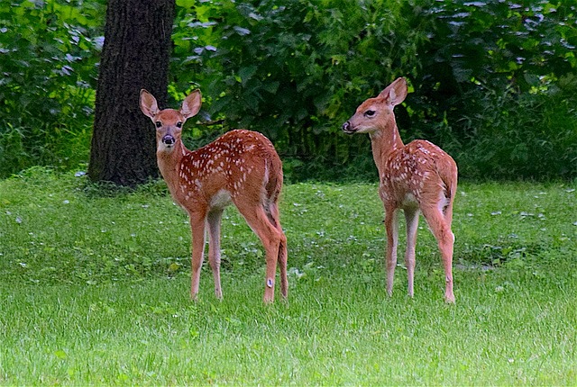 讨好 鹿 双胞胎 - 上的免费照片