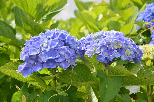 绣球花 漂亮的花圆 蓝色的 - 上的免费照片