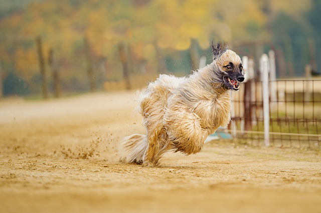 阿富汗 灵缇犬 长毛 - 上的免费照片