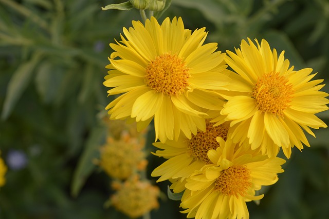 Gaillardia台黄色 花 美丽的 - 上的免费照片