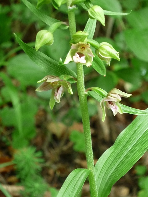 阔叶Helleborine 自然 德国兰花 - 上的免费照片