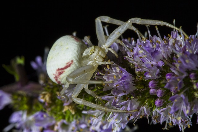 可变蟹蛛 Misumena Vatia 蜘蛛 - 上的免费照片