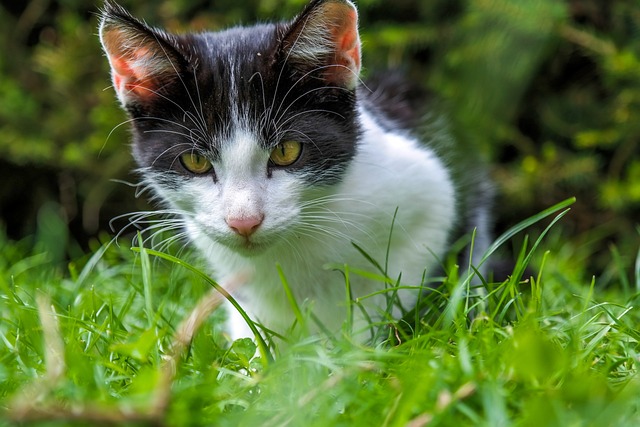 猫 小猫 动物 - 上的免费照片