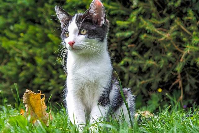 猫 小猫 动物 - 上的免费照片