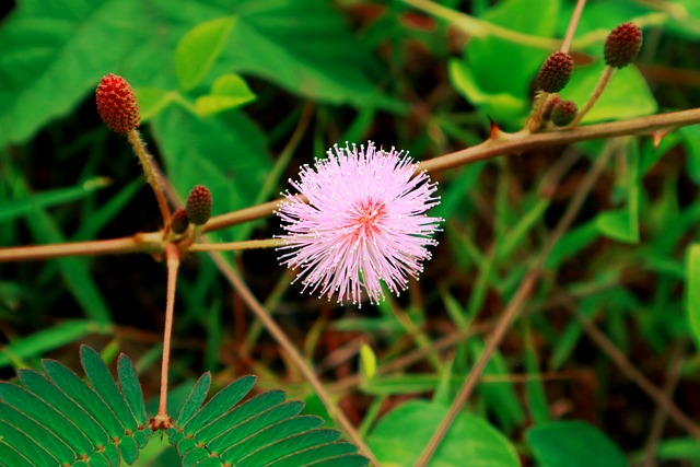 花 Putri媒体核证和联络股 - 上的免费照片