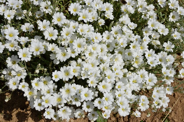 自然 花 草本植物 - 上的免费照片