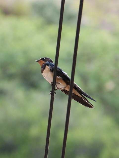 吞 奥雷内特 燕属Ru Hirundo - 上的免费照片