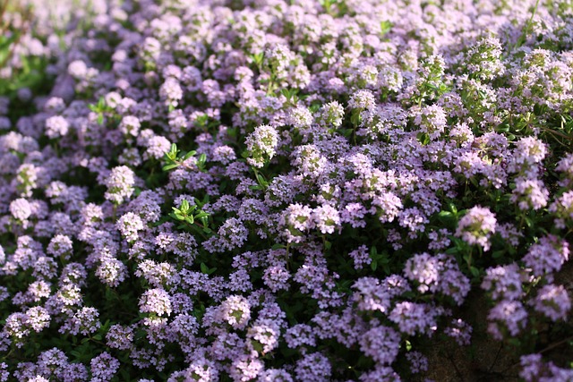 花 大自然 一朵花 - 上的免费照片