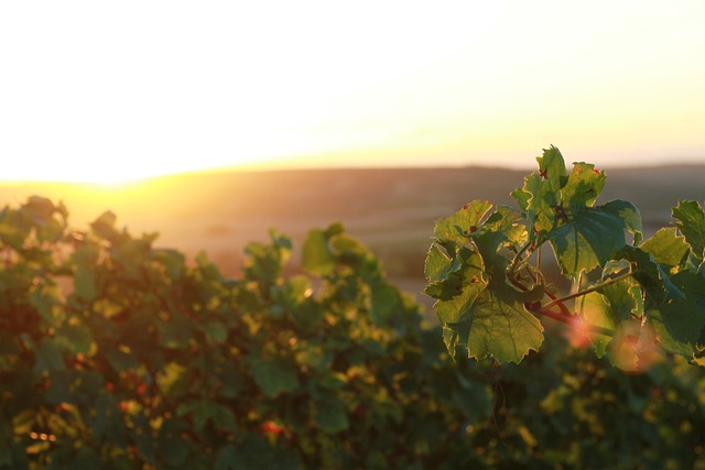 葡萄园 Rheinhessen 德国莱茵 - 上的免费照片