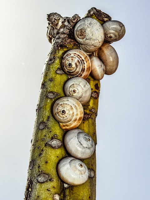 仙人掌 贝壳 自然 - 上的免费照片