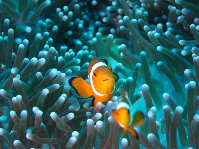 Clownfish Diving - 上的免费照片