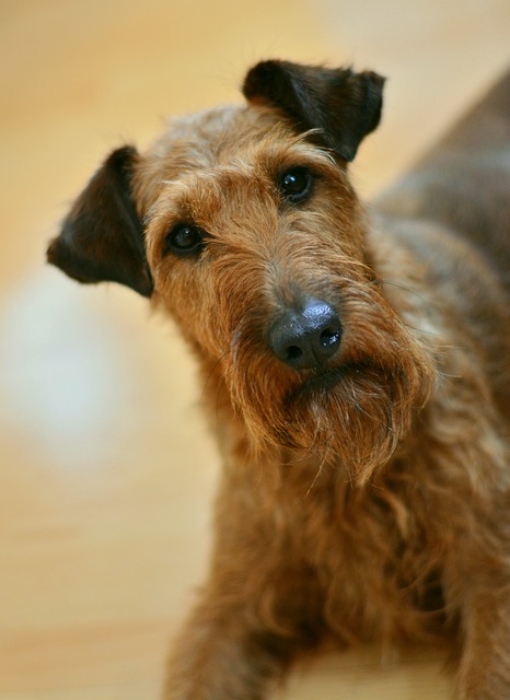 狗 爱尔兰梗 梗犬 - 上的免费照片