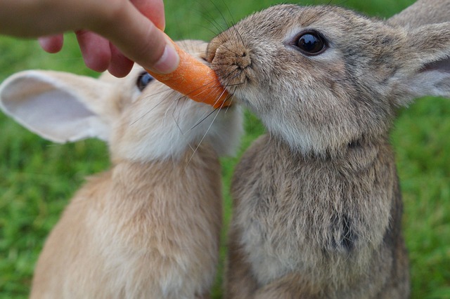 兔子 吃下去 胡萝卜 - 上的免费照片