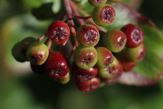 阿罗尼亚 灌木 浆果 - 上的免费照片