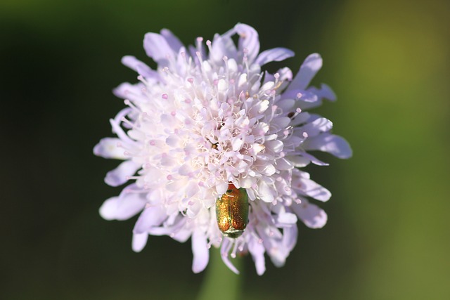 草地上的遗孀花 Knautia Arvensis 绿虫 - 上的免费照片