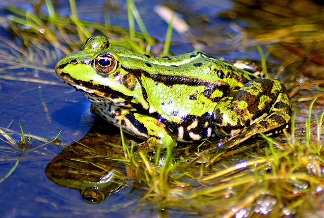 青蛙 湖 高 - 上的免费照片