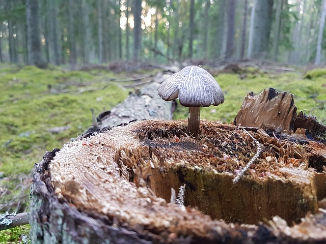 蘑菇 森林 - 上的免费照片